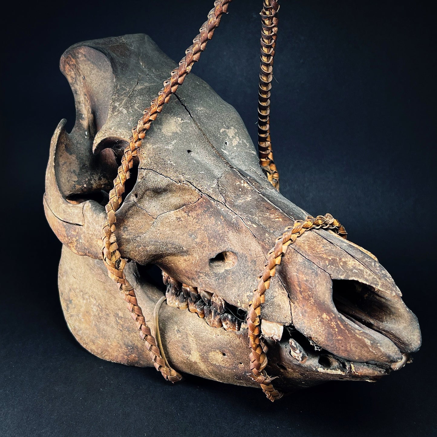 Ifugao Ceremonial Trophy Boar Skull