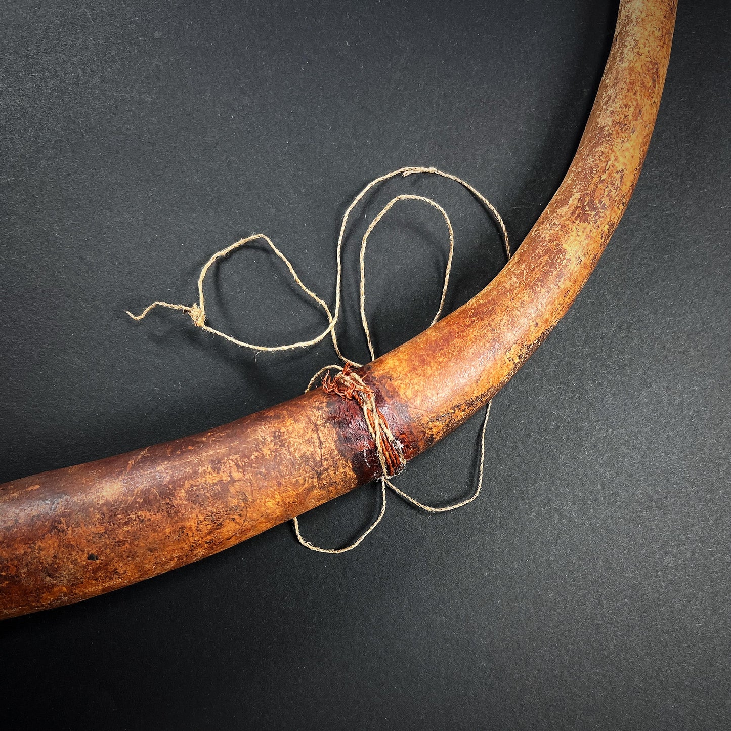 Dani Penis Gourd Sheath Koteka