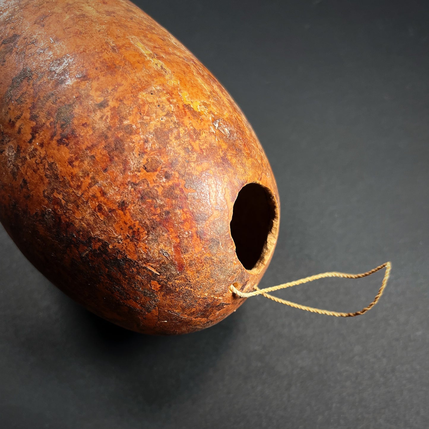 Dani Penis Gourd Sheath Koteka