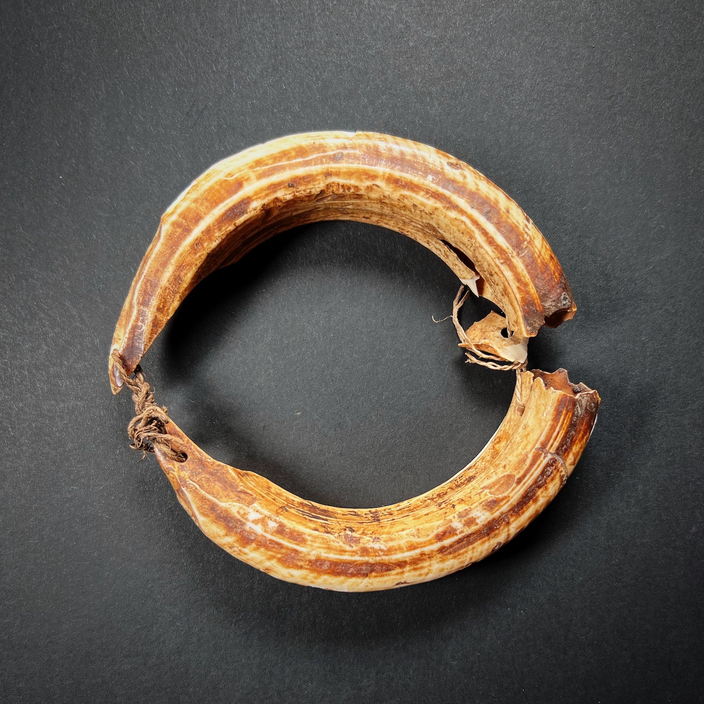 Asmat Boar Tusk Armlet