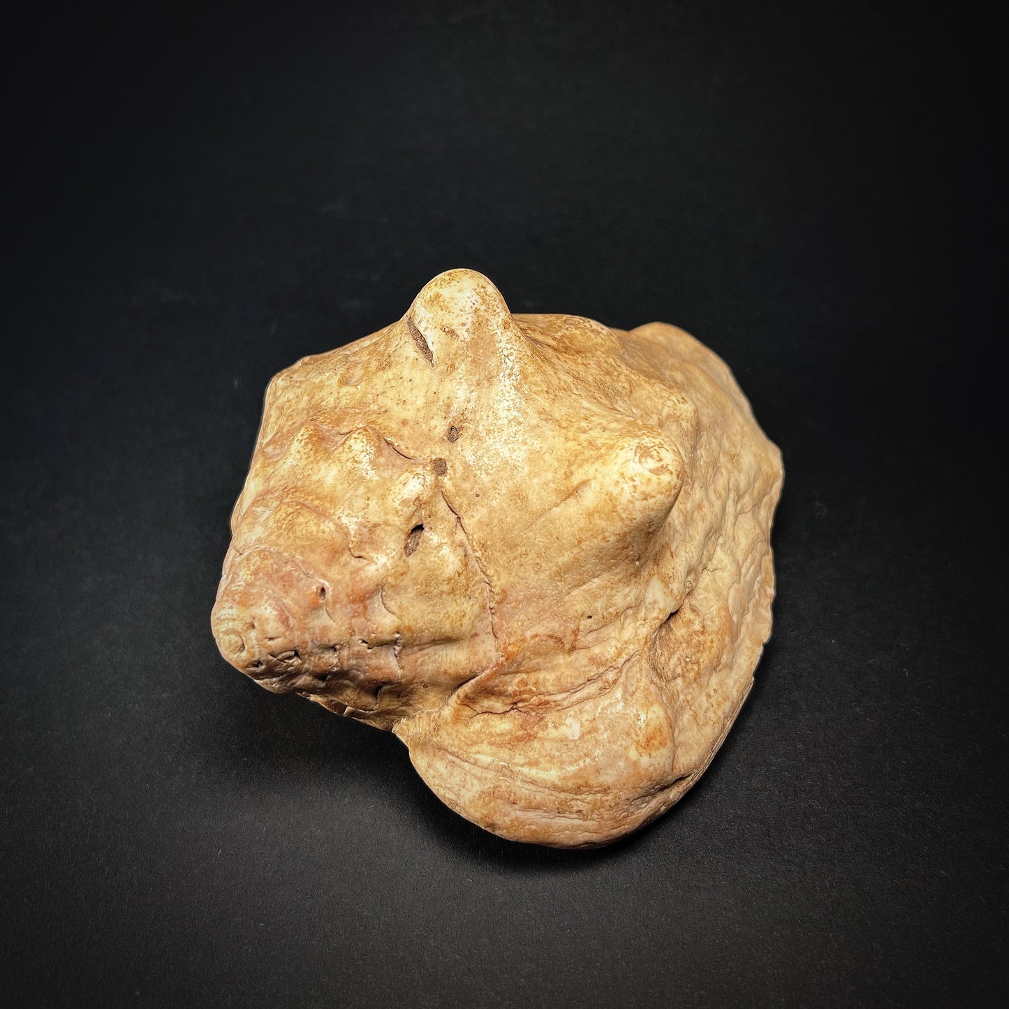 Ewe or Fon Vodun Fetish Shell