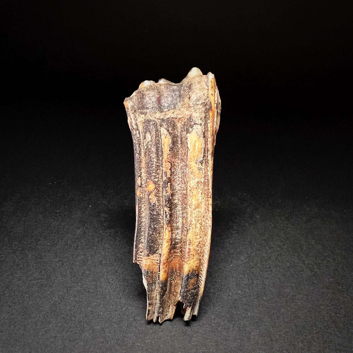 Danish Mesolithic Period Mammal Tooth