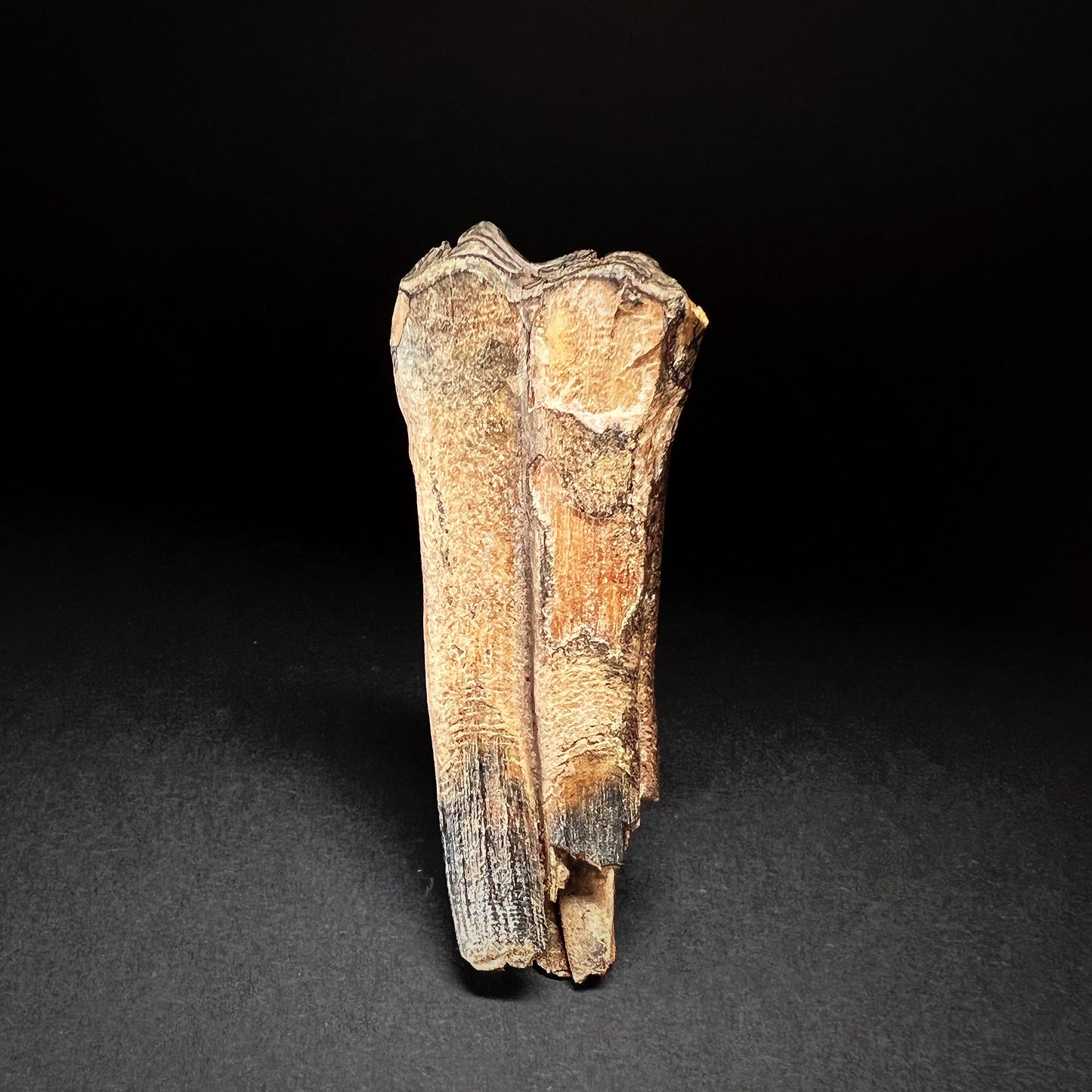 Danish Mesolithic Period Mammal Tooth