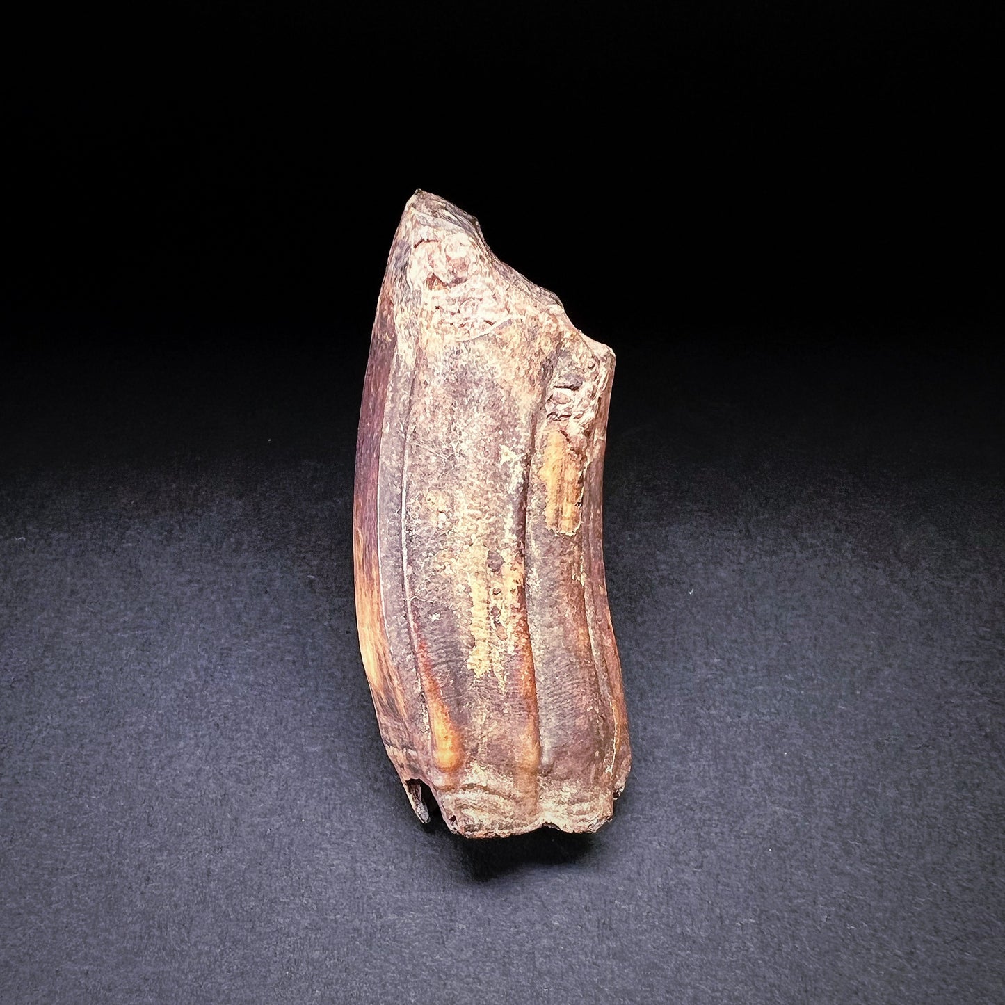 Danish Mesolithic Period Mammal Tooth