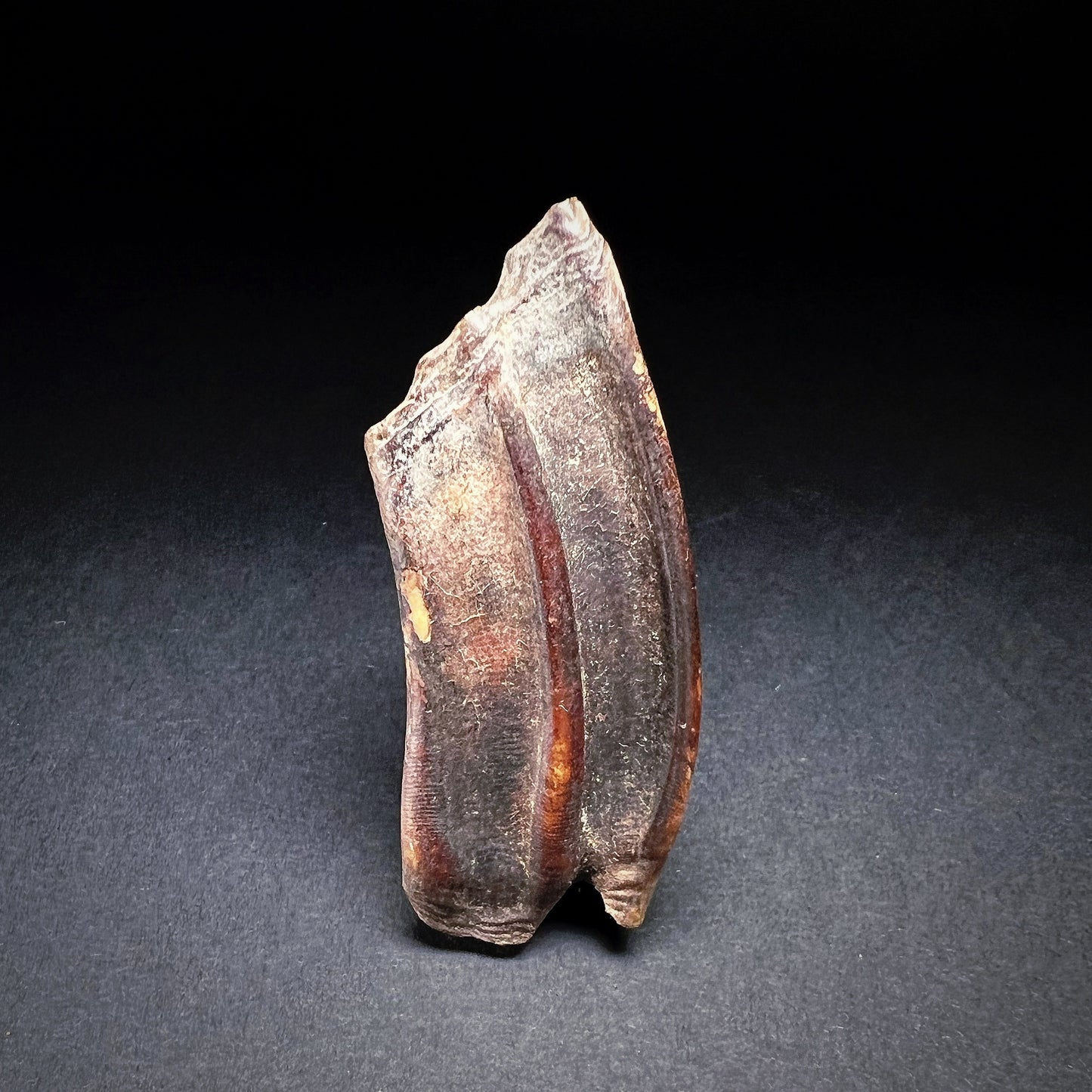 Danish Mesolithic Period Mammal Tooth