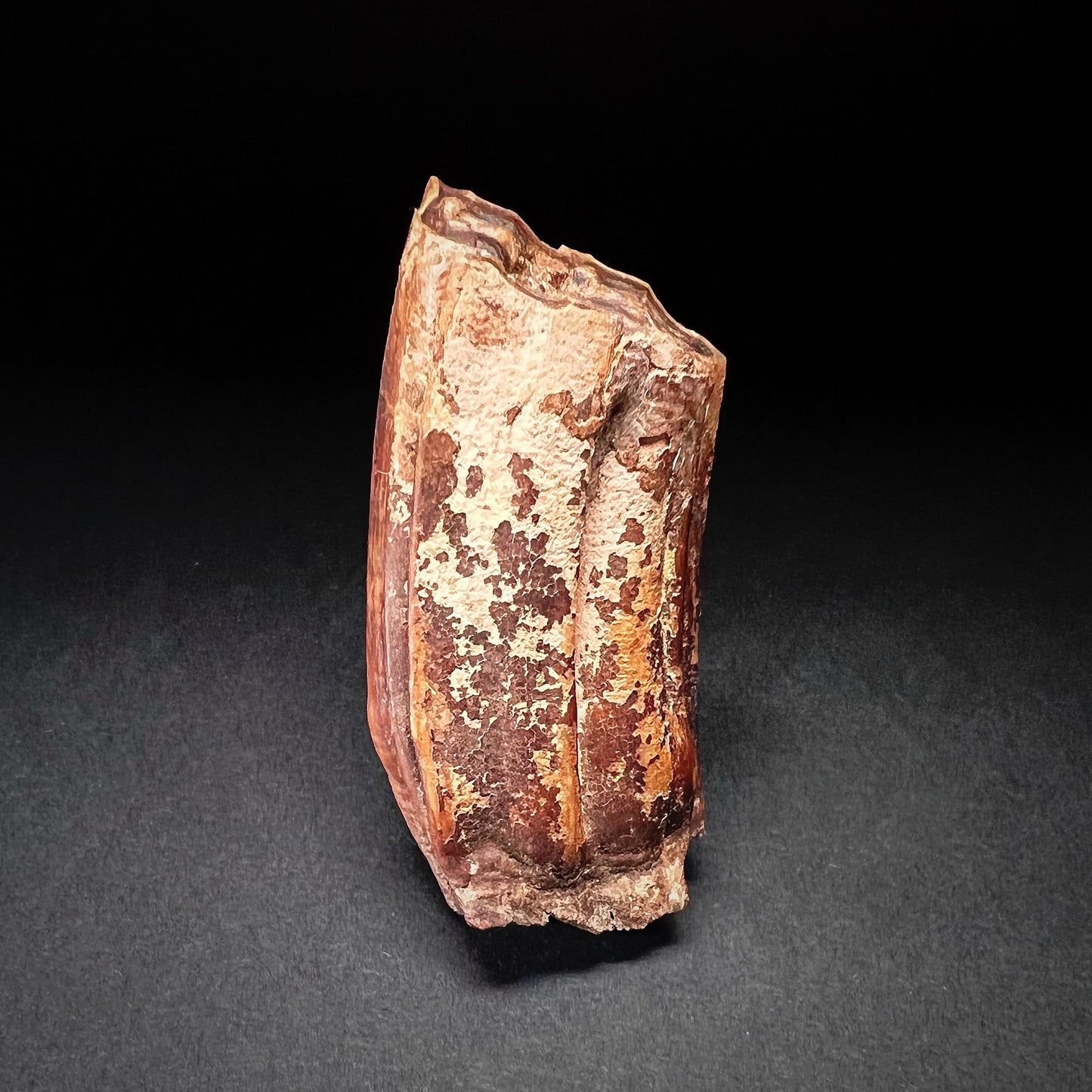 Danish Mesolithic Period Mammal Tooth