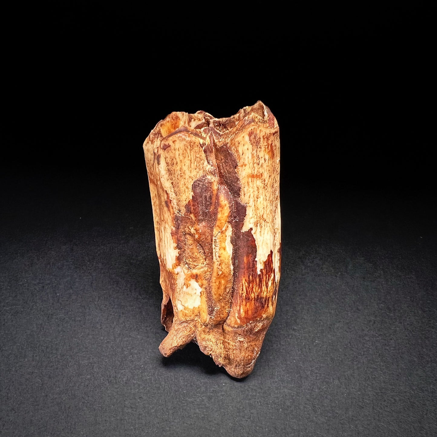 Danish Mesolithic Period Mammal Tooth