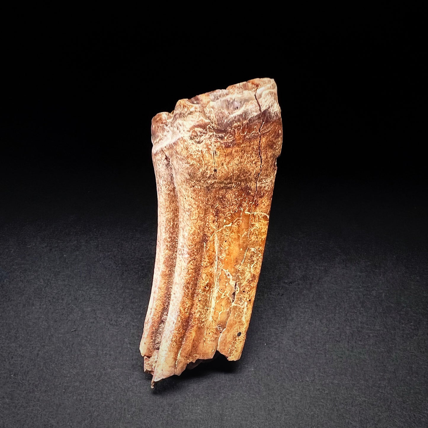 Danish Mesolithic Period Mammal Tooth