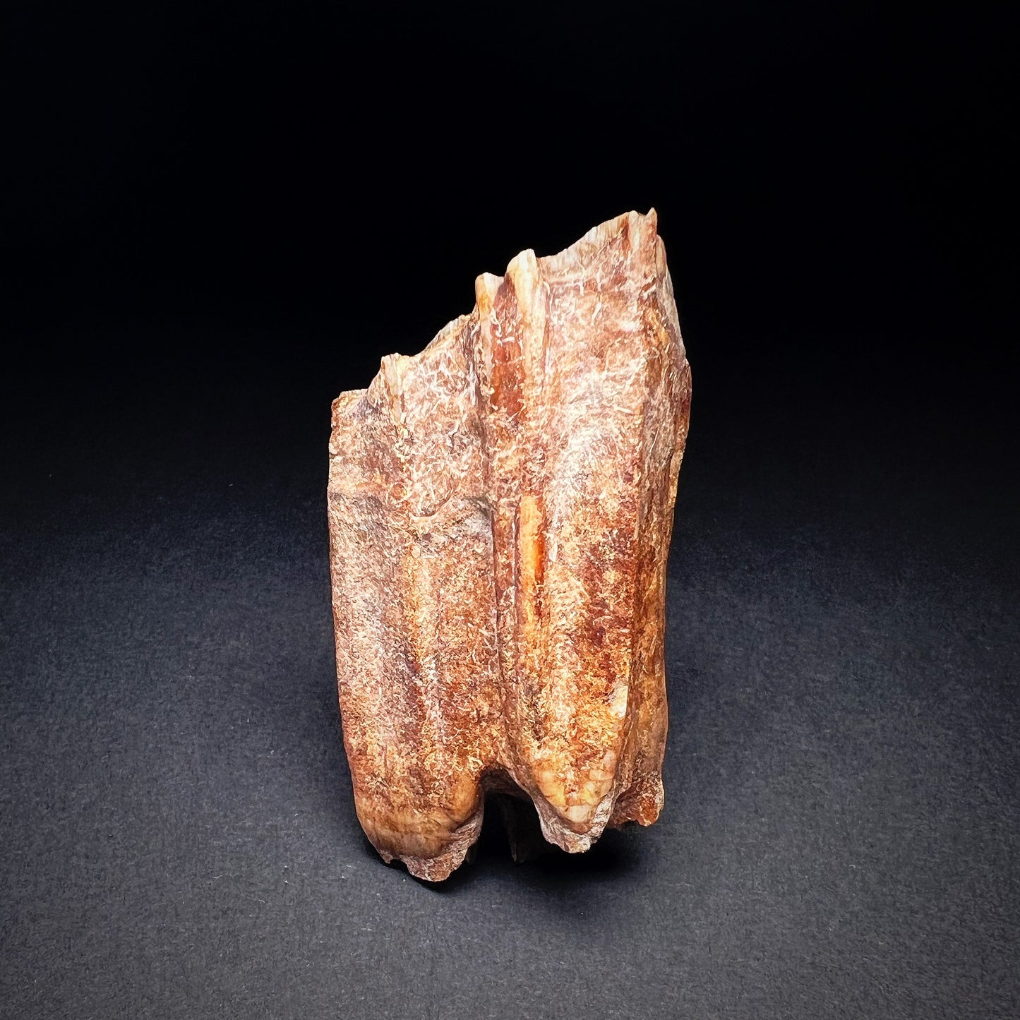 Danish Mesolithic Period Mammal Tooth