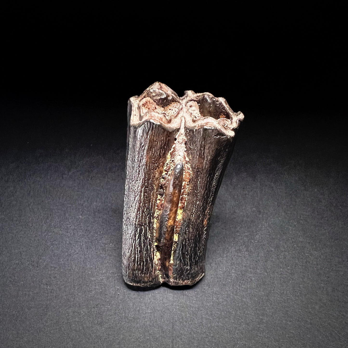 Danish Mesolithic Period Mammal Tooth