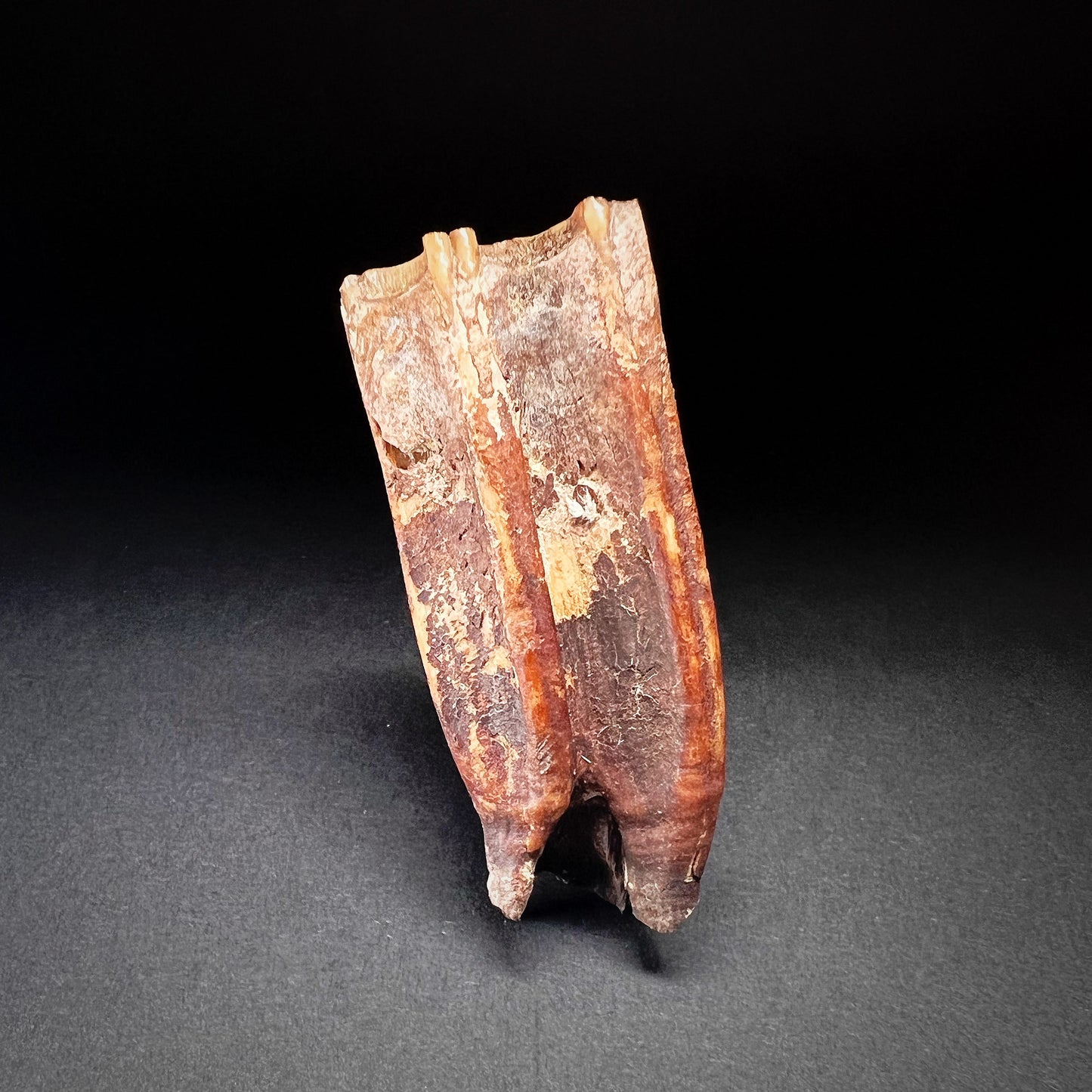 Danish Mesolithic Period Mammal Tooth