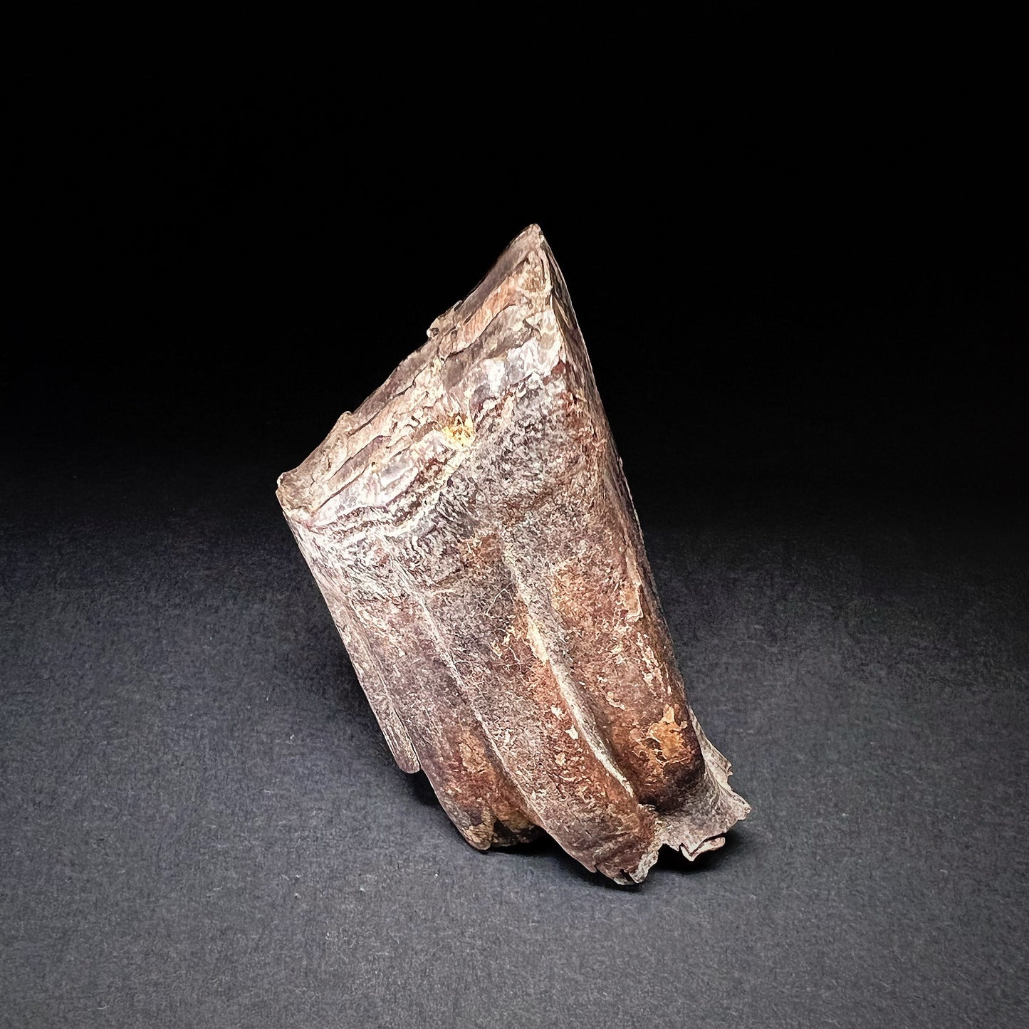 Danish Mesolithic Period Mammal Tooth