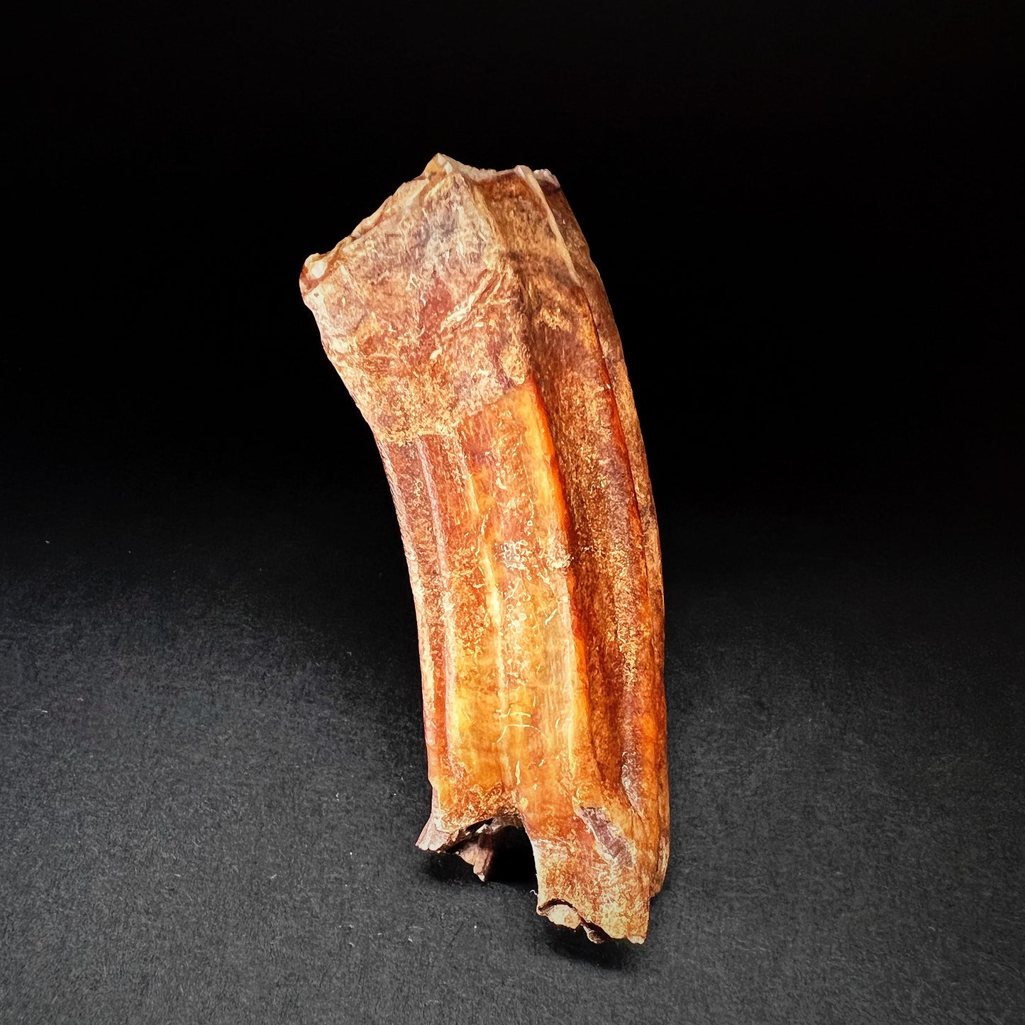 Danish Mesolithic Period Mammal Tooth