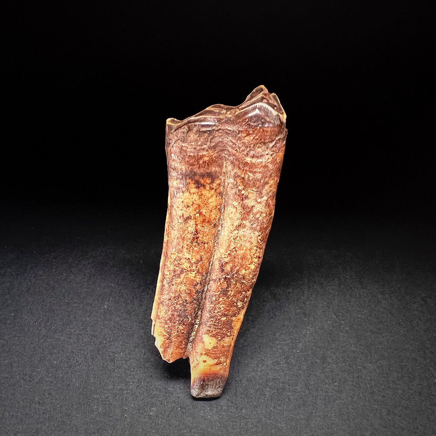 Danish Mesolithic Period Mammal Tooth