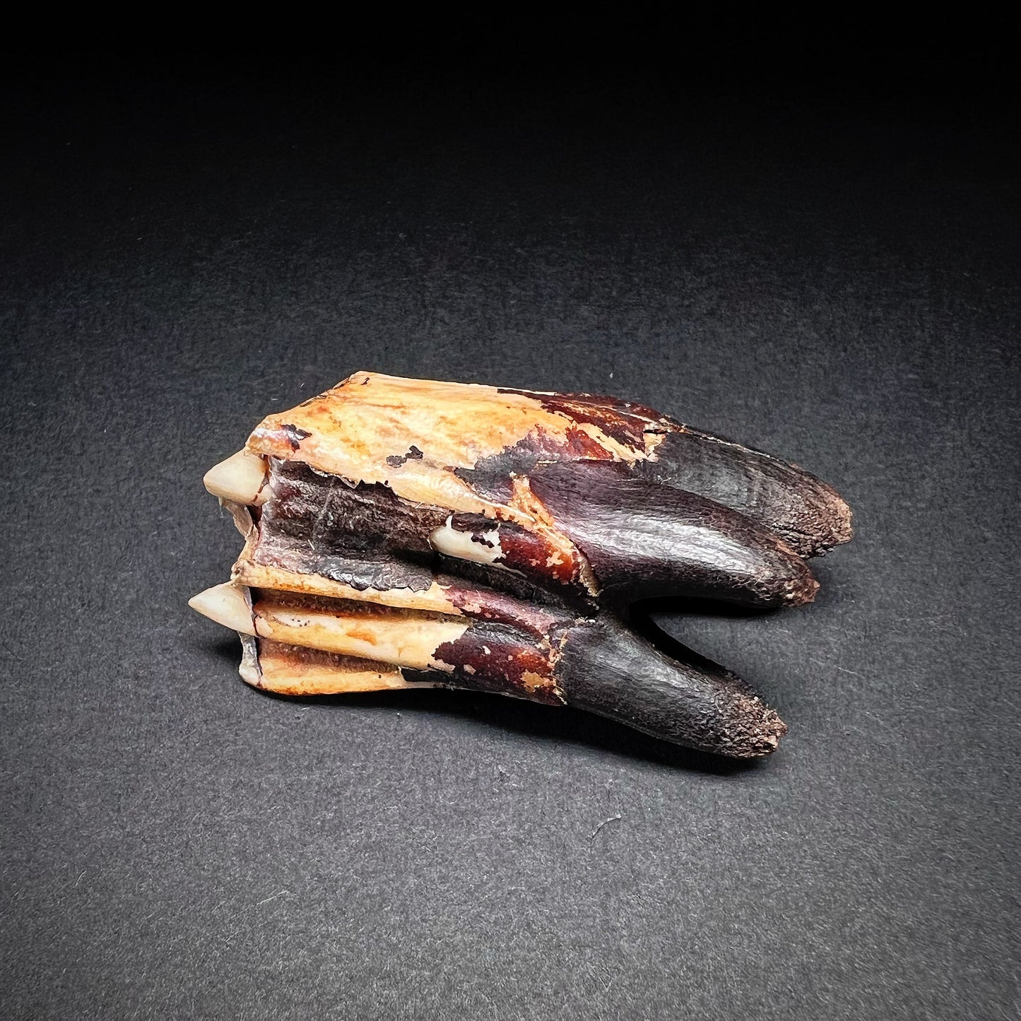 Danish Mesolithic Period Mammal Tooth