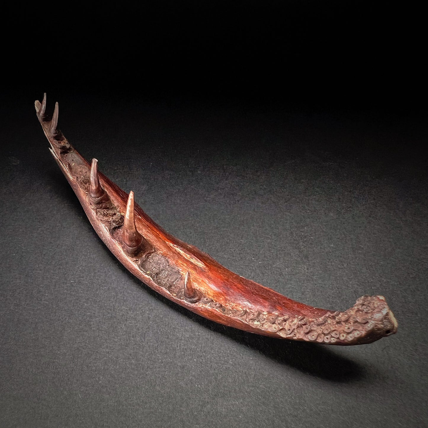 Danish Mesolithic Period Northern Pike Jawbone Fragment