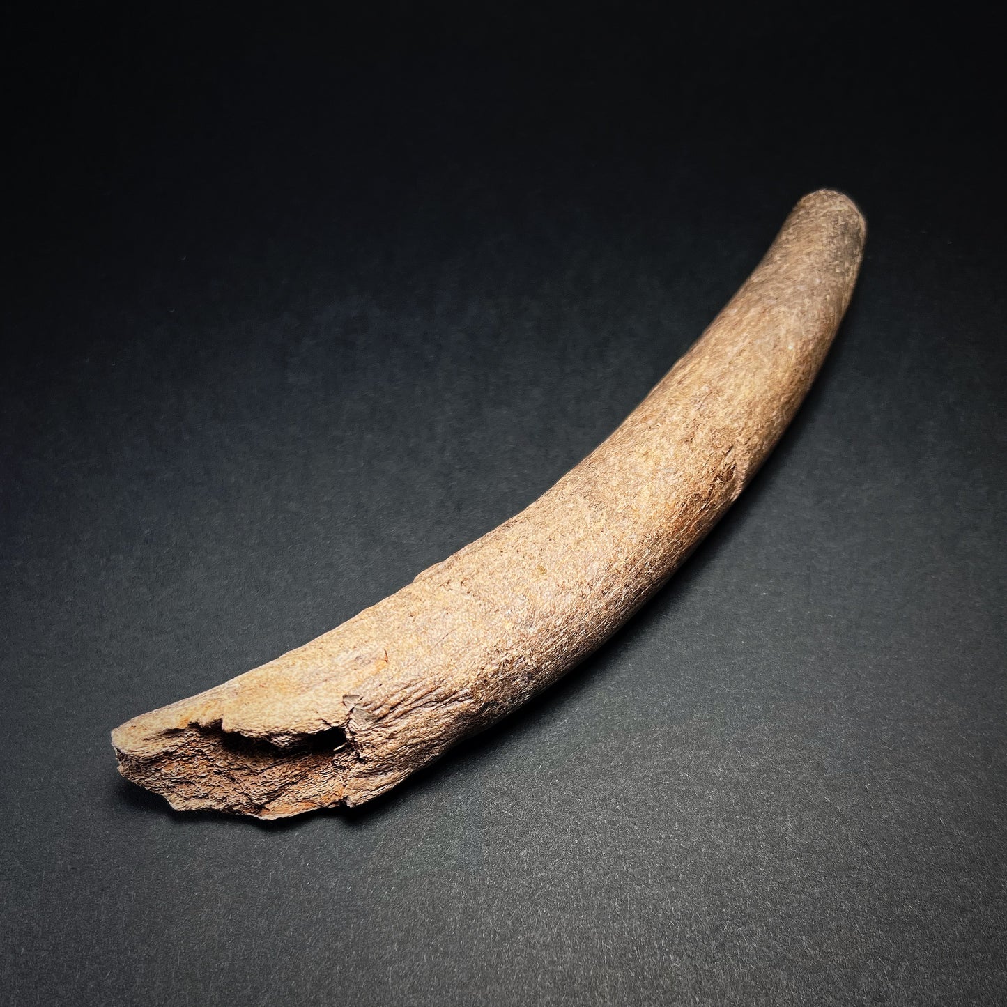 Danish Mesolithic Period Antler Tine Billet