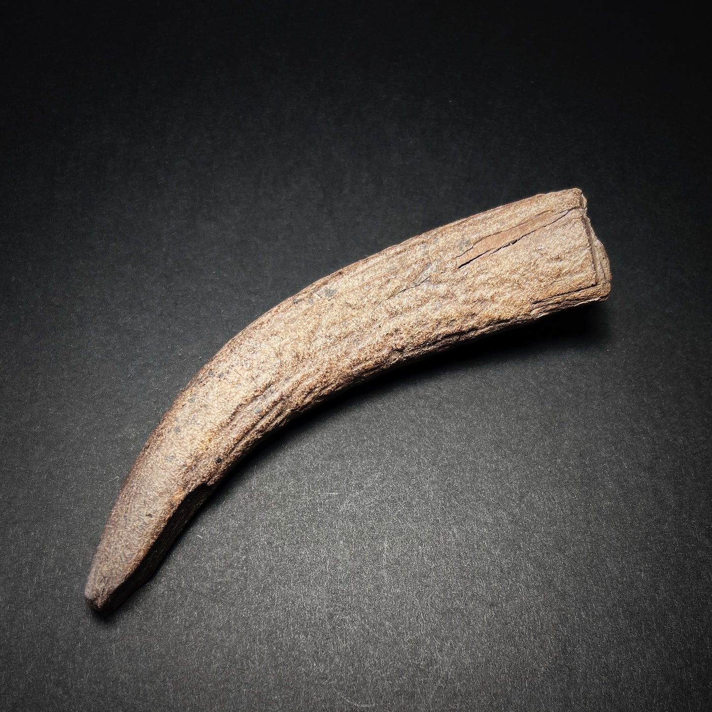 Danish Mesolithic Period Antler Tine Tool