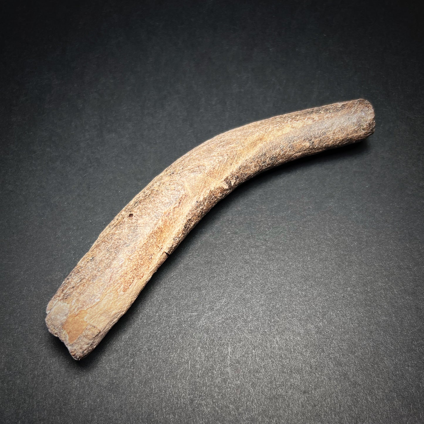 Danish Mesolithic Period Antler Tine Billet