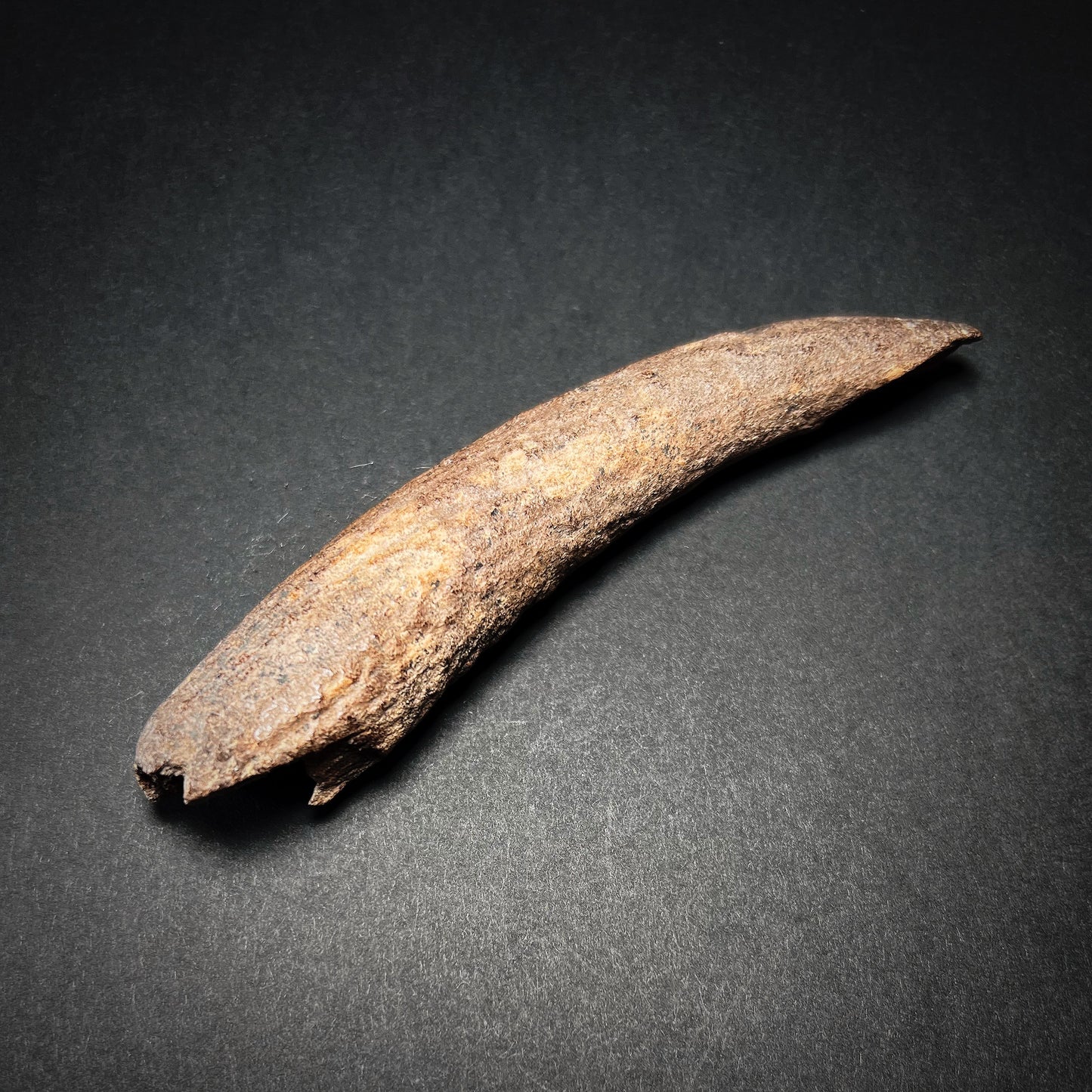 Danish Mesolithic Period Antler Tine Tool