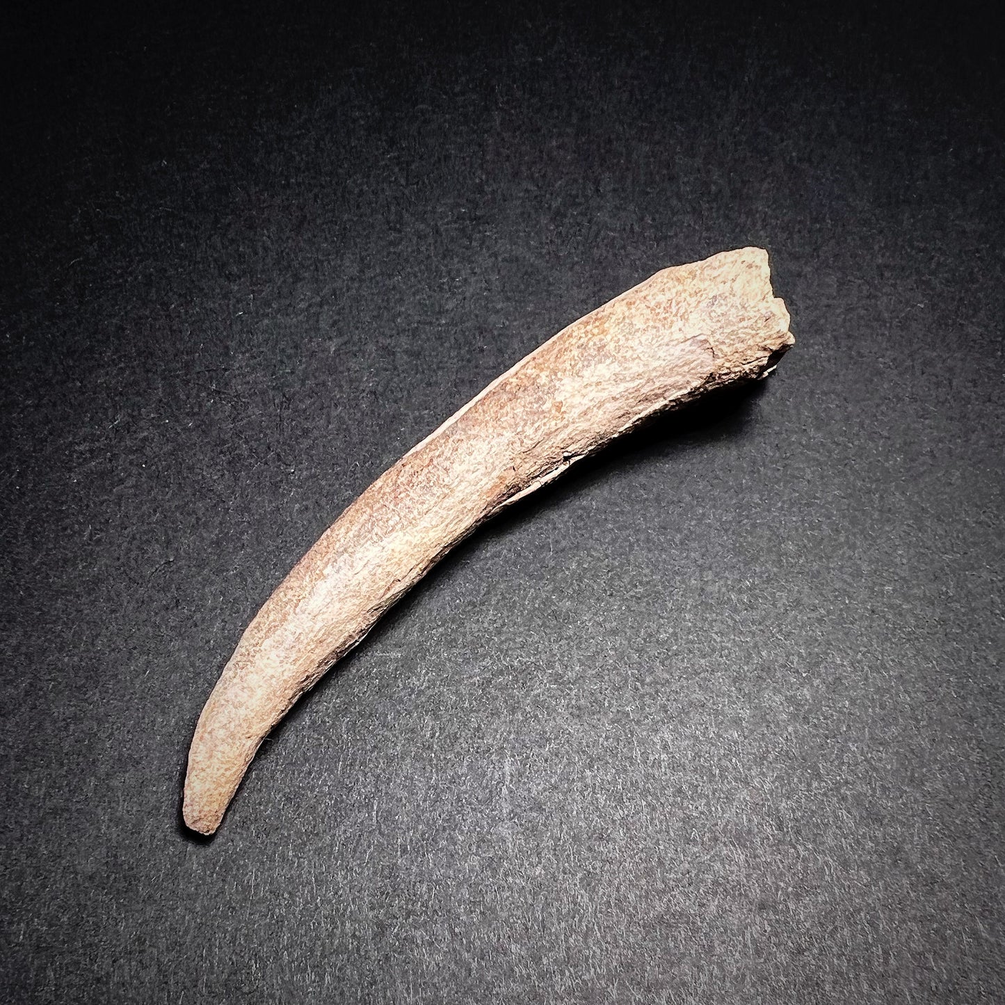 Danish Mesolithic Period Antler Tine Tool