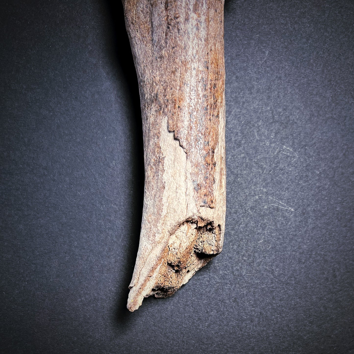 Danish Mesolithic Period Antler Pick