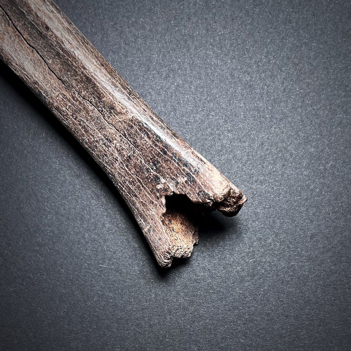 Danish Mesolithic Period Bone Axe or Hammer
