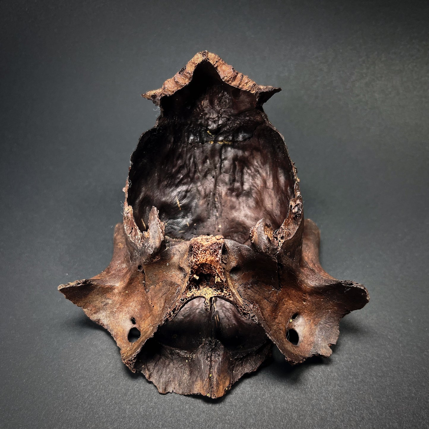 Danish Mesolithic Period Juvenile Deer Skull Fragment