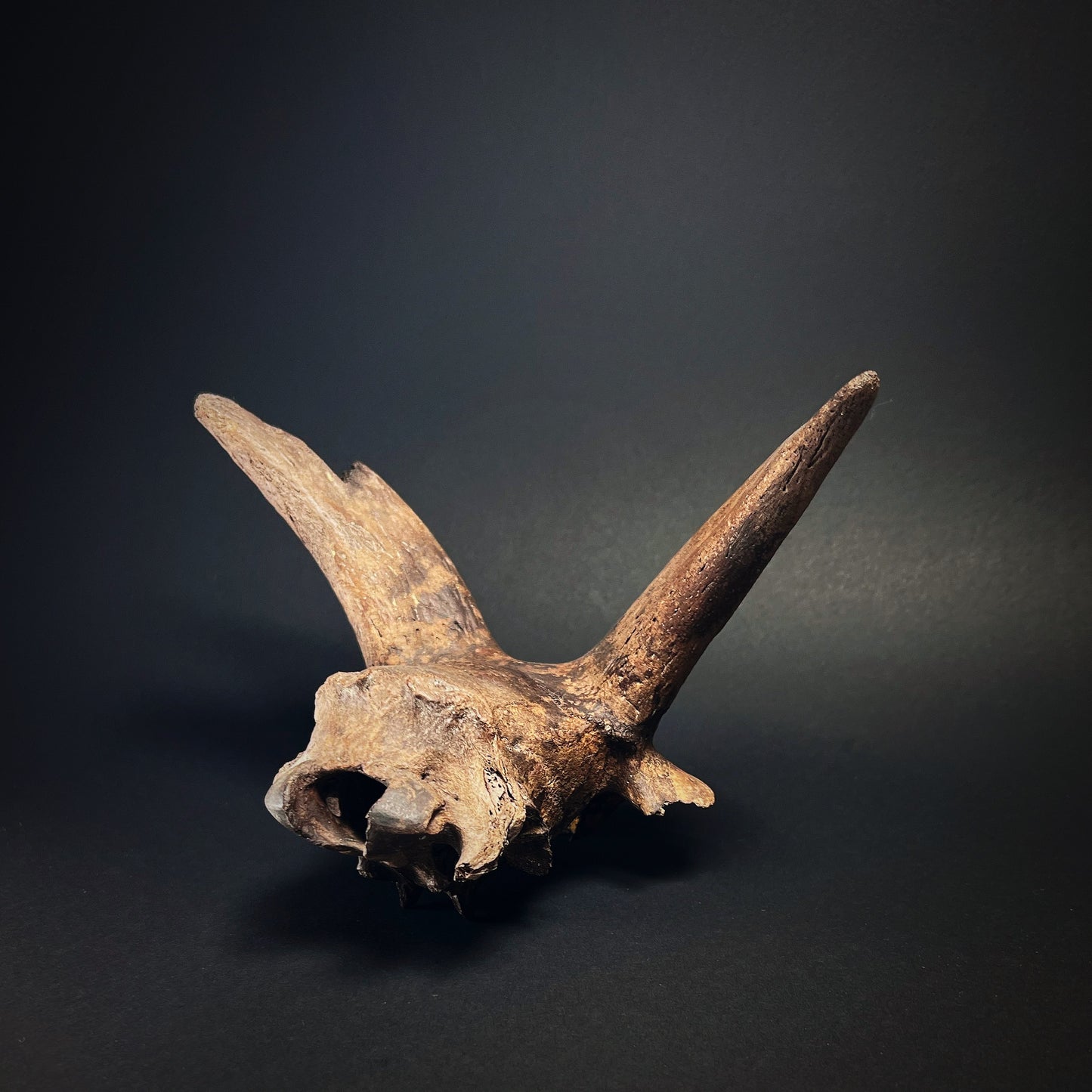 Danish Late Mesolithic or Early Neolithic Period Goat Skull Fragment