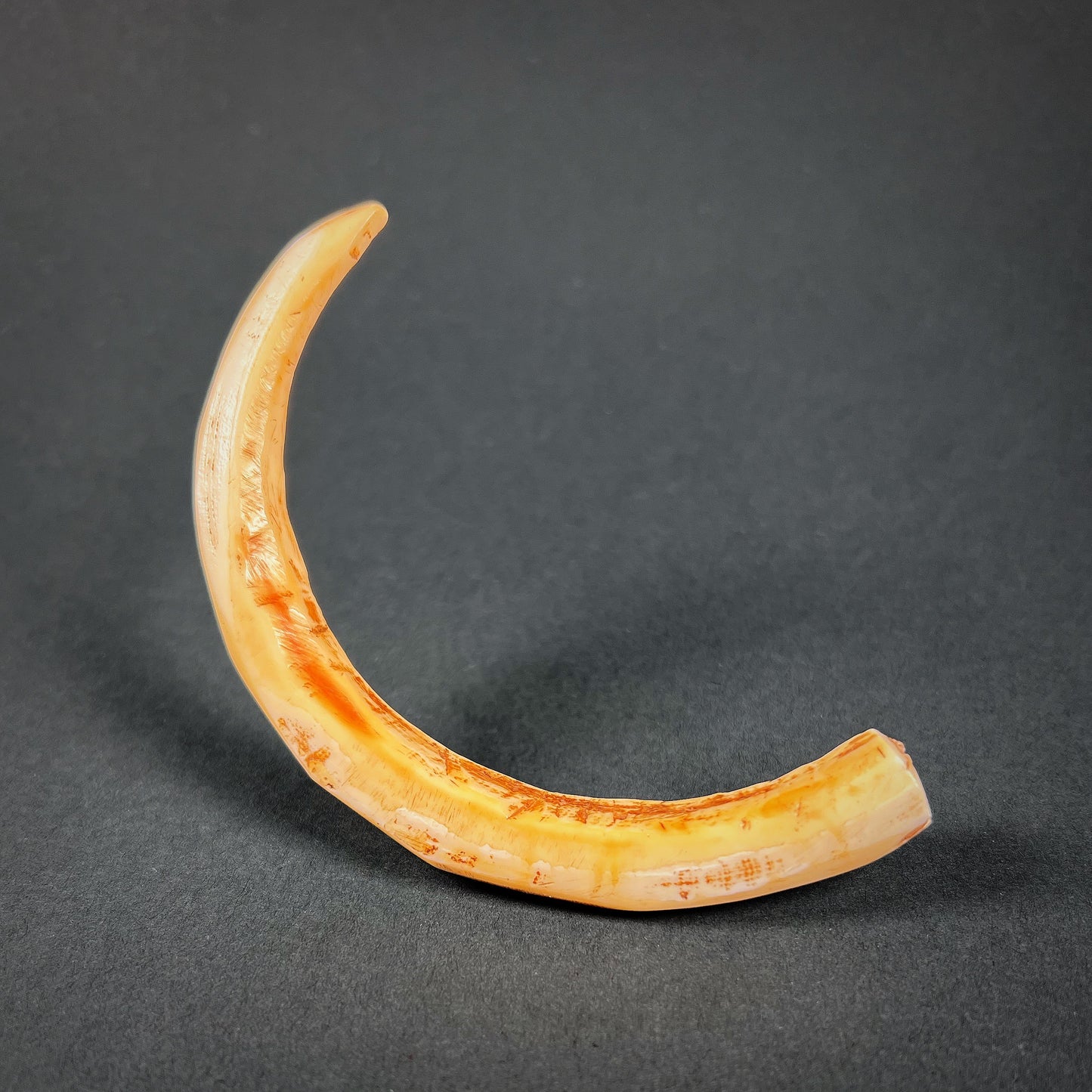 Dani Boar Tusk Nose Ornament