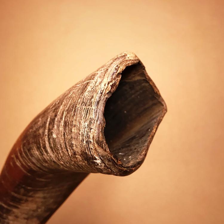 Maasai Ceremonial Kudu Horn Trumpet (Emaalo)