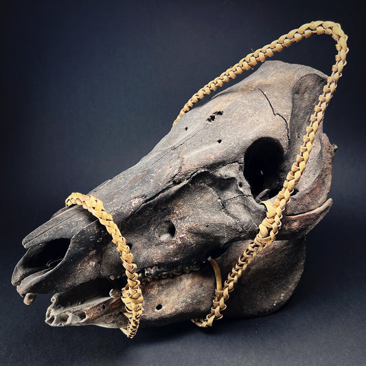 Ifugao Ceremonial Trophy Boar Skull