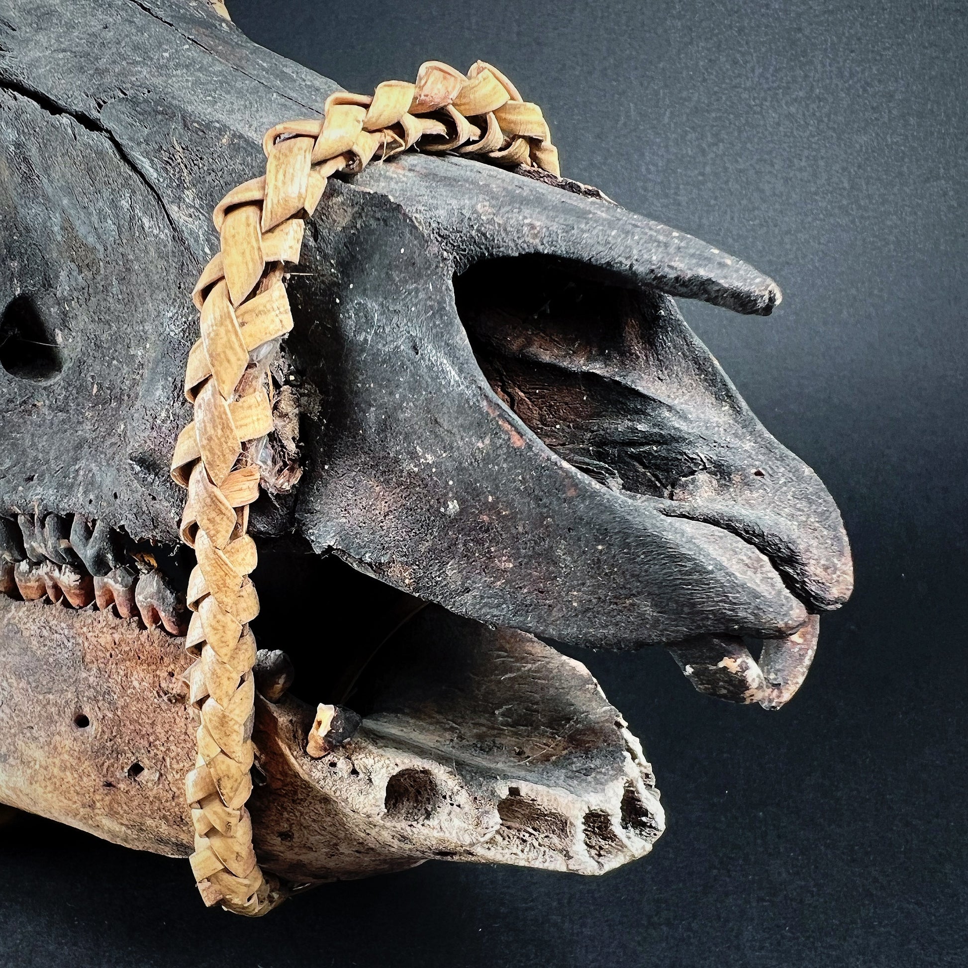 tribal hog skull