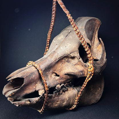 Ifugao Ceremonial Trophy Boar Skull