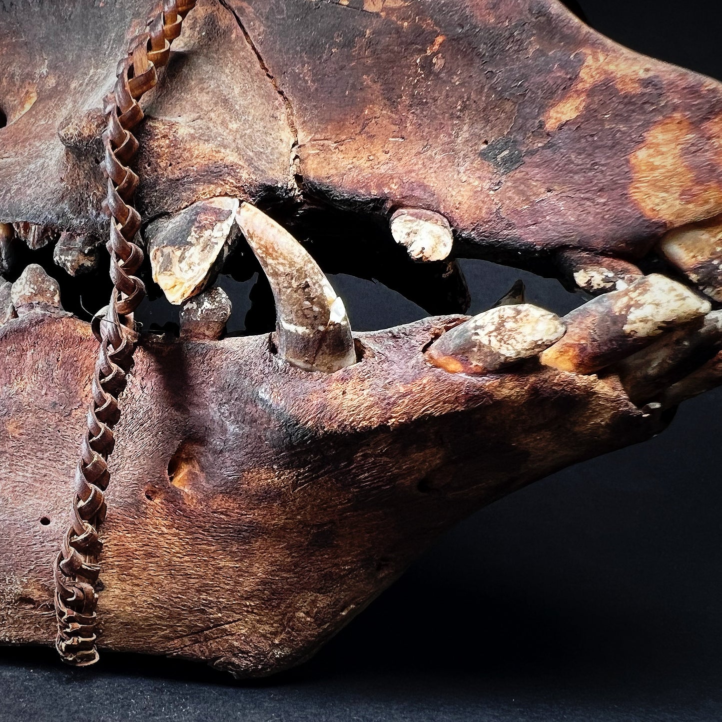 Ifugao Ceremonial Trophy Boar Skull