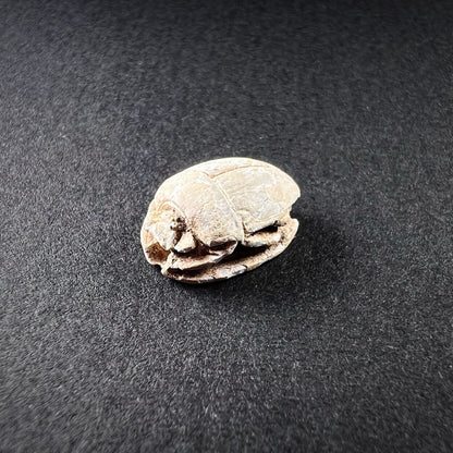 Egyptian Steatite Scarab