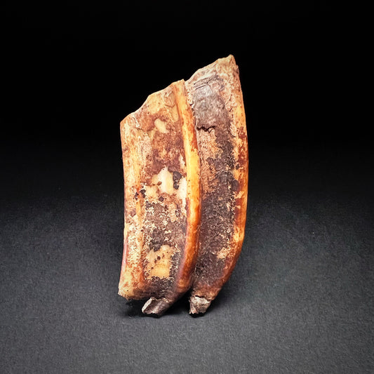 Danish Mesolithic Period Mammal Tooth