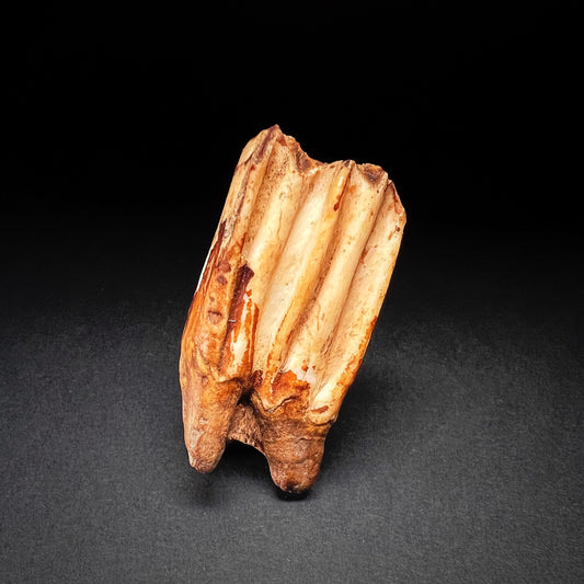 Danish Mesolithic Period Mammal Tooth