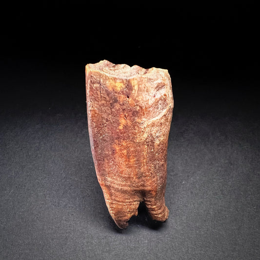 Danish Mesolithic Period Mammal Tooth