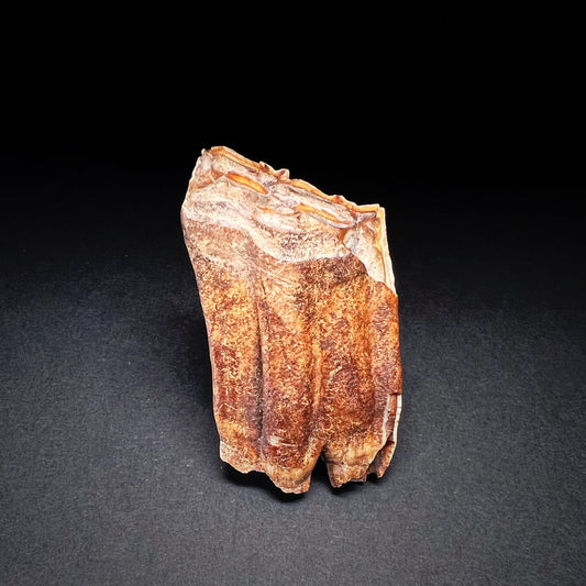 Danish Mesolithic Period Mammal Tooth