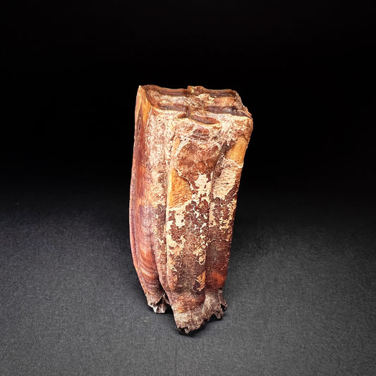 Danish Mesolithic Period Mammal Tooth