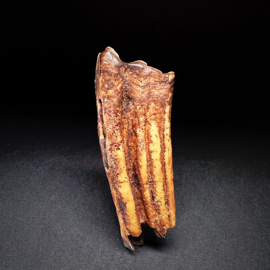 Danish Mesolithic Period Mammal Tooth