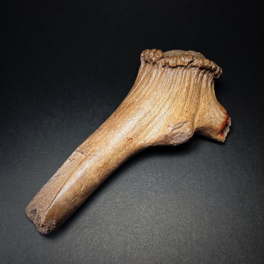 Danish Mesolithic Period Antler Axe or Hammer