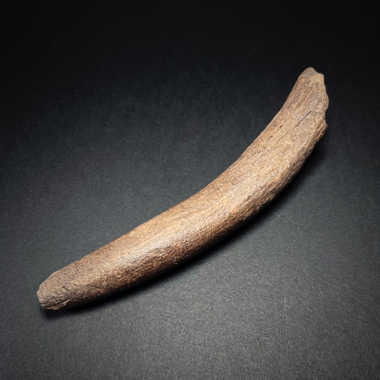 Danish Mesolithic Period Antler Tine Billet