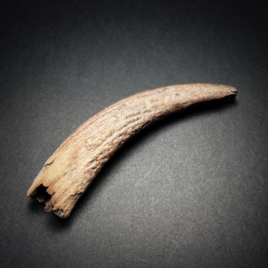 Danish Mesolithic Period Antler Tine Tool