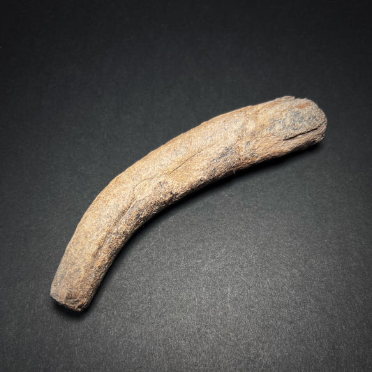 Danish Mesolithic Period Antler Tine Billet