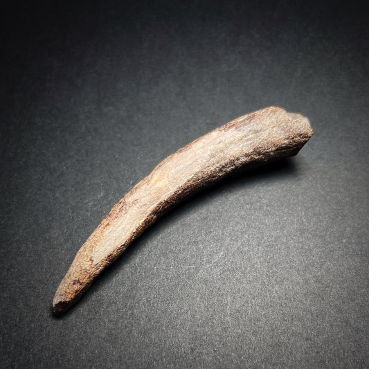 Danish Mesolithic Period Antler Tine Tool