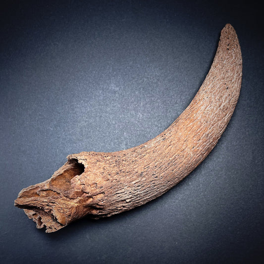 Danish Mesolithic Period Juvenile Aurochs Horn
