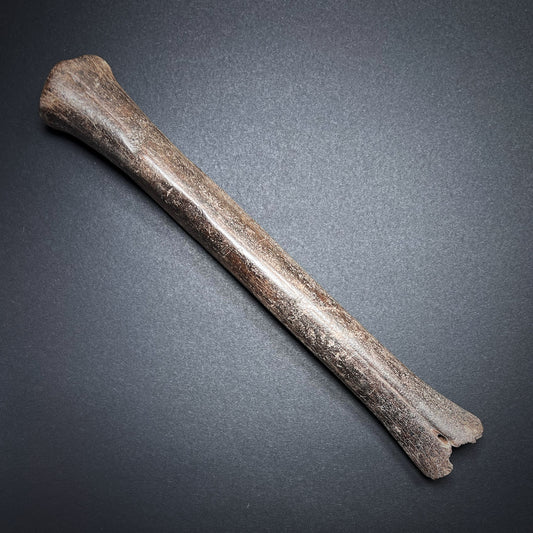 Danish Mesolithic Period Bone Axe or Hammer