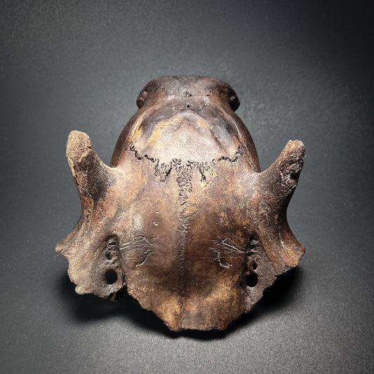 Danish Mesolithic Period Juvenile Deer Skull Fragment